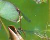 Pyrrhosoma nymphula